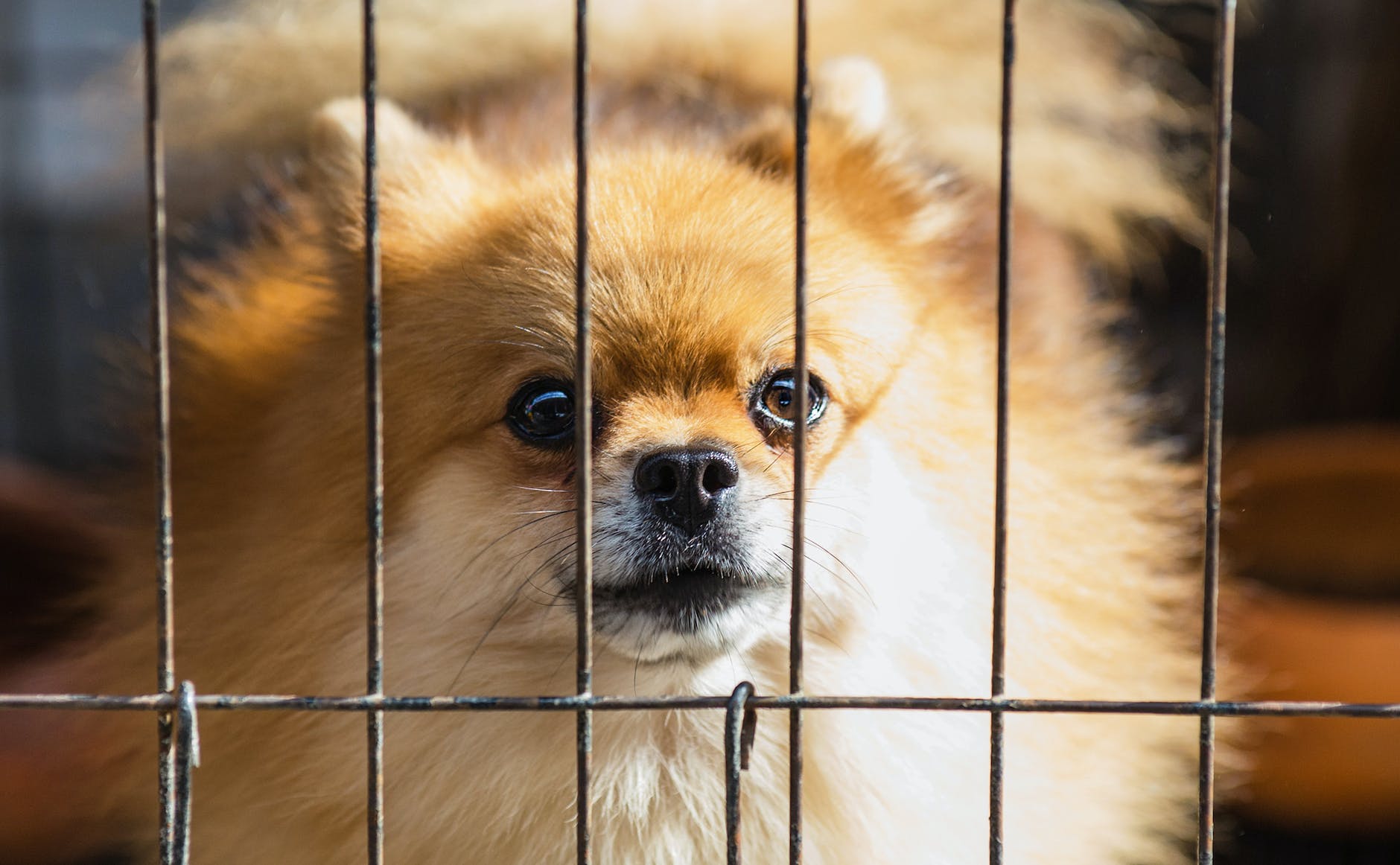 Is Adopt Don't Shop Bad for Dogs? 8 long coated brown puppy inside cage