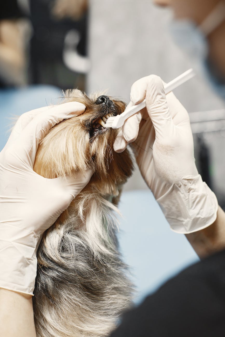 5 Big Reasons to Have Your Dog’s Teeth Cleaned by a Veterinarian 8 small hairy dog getting teeth cleaned with a brush