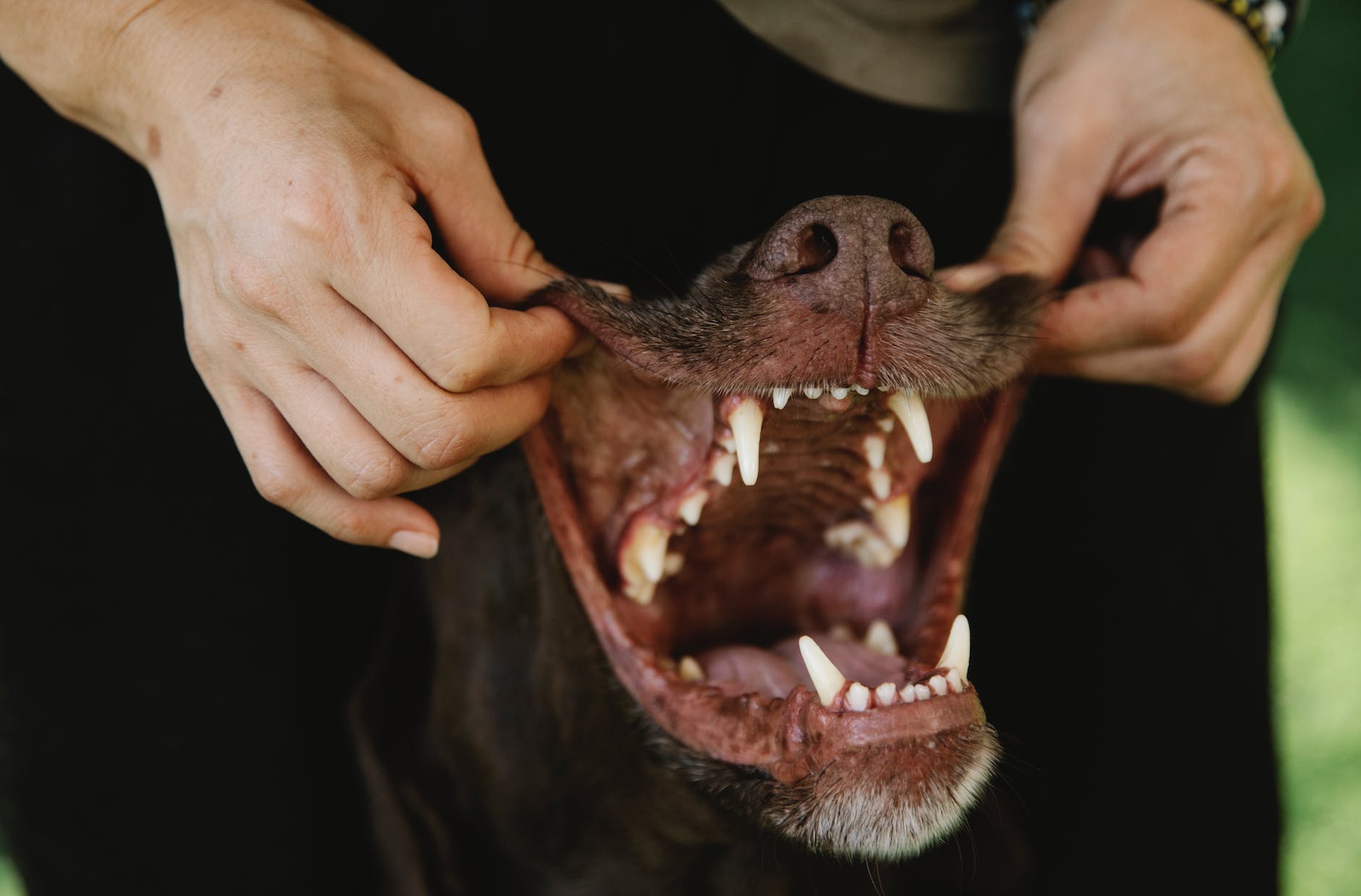 5 Big Reasons to Have Your Dog’s Teeth Cleaned by a Veterinarian 5 crop owner showing teeth of purebred dog outdoors