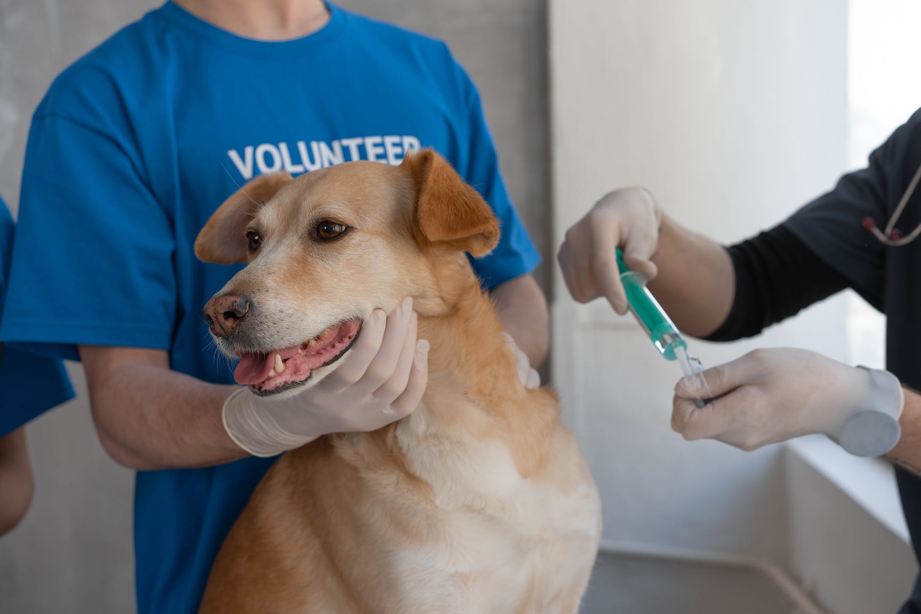 5 Big Reasons to Have Your Dog’s Teeth Cleaned by a Veterinarian 10 person in blue crew neck t shirt holding blue pen
