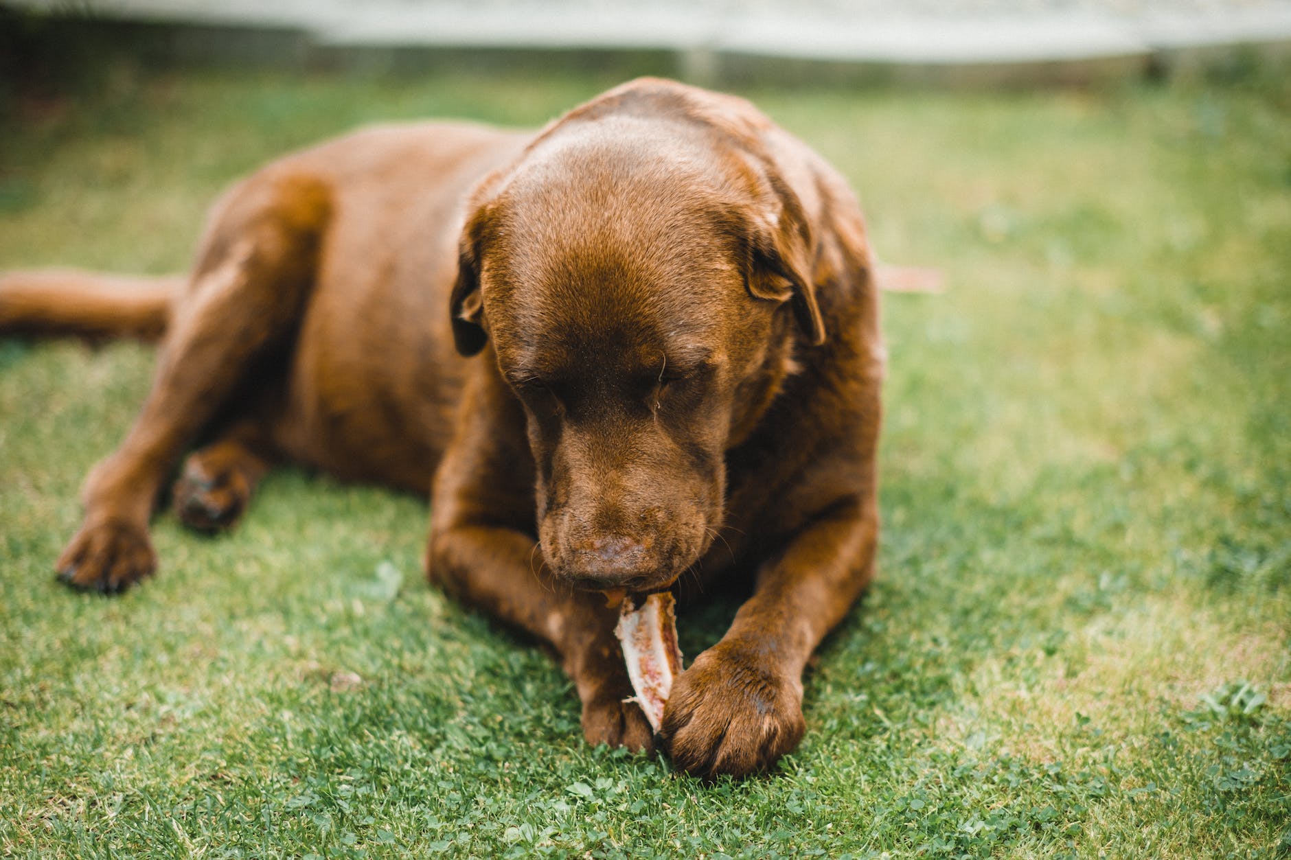5 Big Reasons to Have Your Dog’s Teeth Cleaned by a Veterinarian 19 close up of a brown dog eating a bone