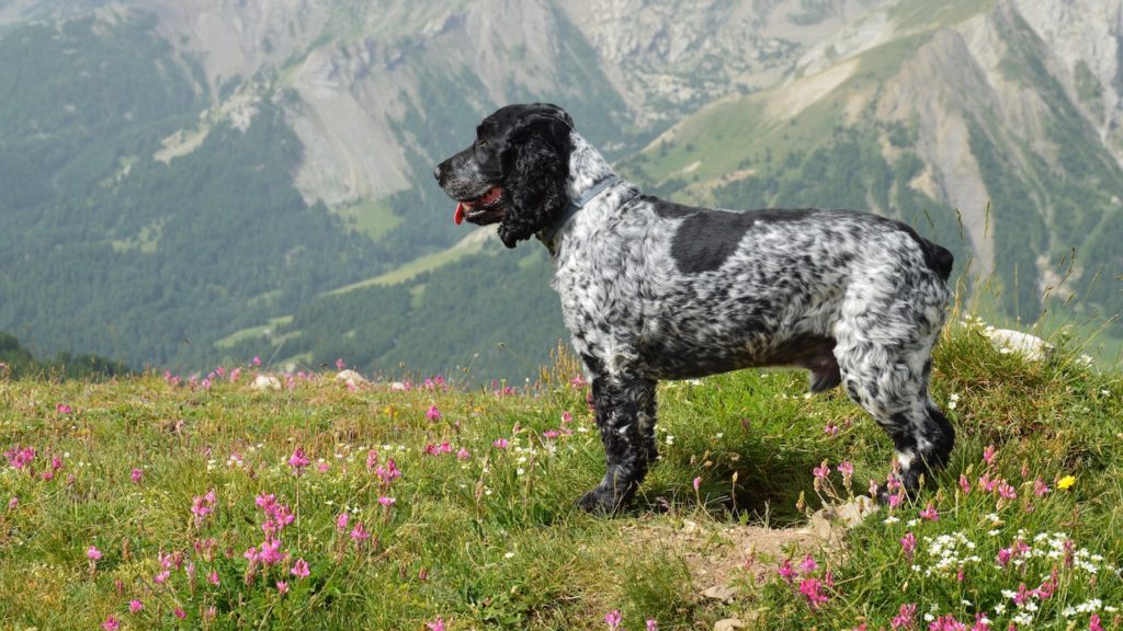 My Dog Snapped at My Child:My Dog Bit & Hurt My Child Suddenly 8 My Dog Snapped at My Child