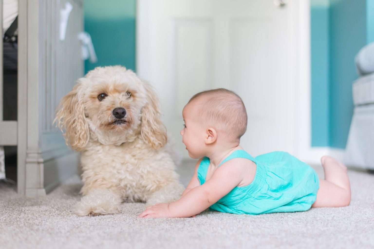 What are the Best Floors for Dogs? Slipping, Tripping, and Sliding and