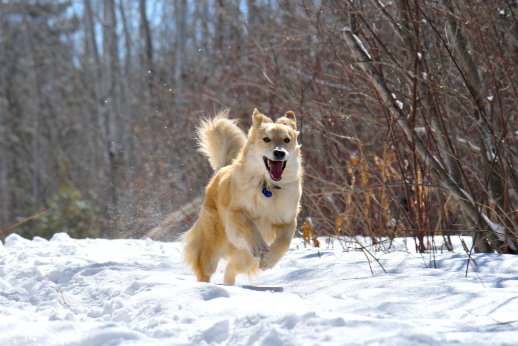 Dog Jumping Fence Solutions