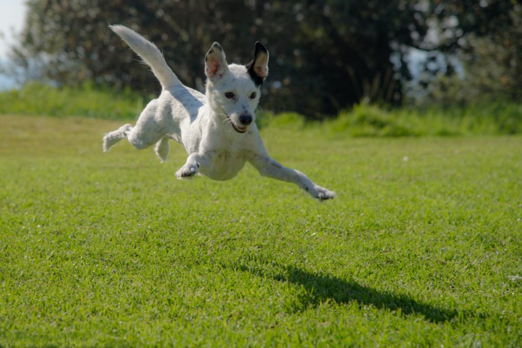 Dog Jumping Fence Solutions