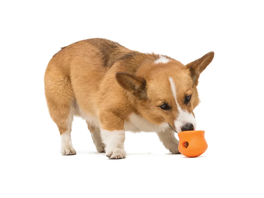 You Should Not Ignore the West Paw Toppl Dog Toy 14 West Paw Toppl Dog Toy