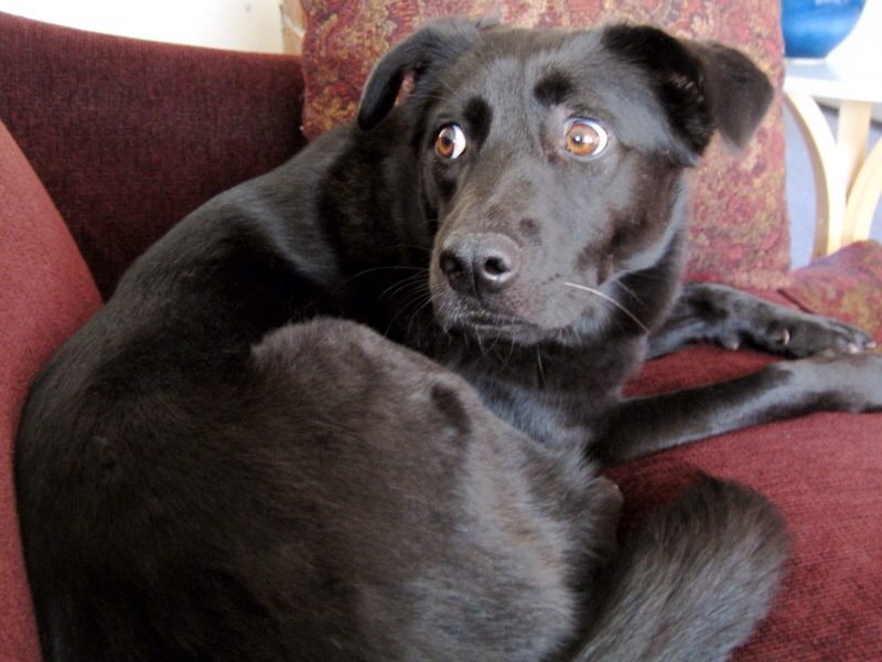 What is Whale Eye and What Does It Mean When a Dog Exhibits Whale Eye? 3 8693 537261246320967 418001381 n