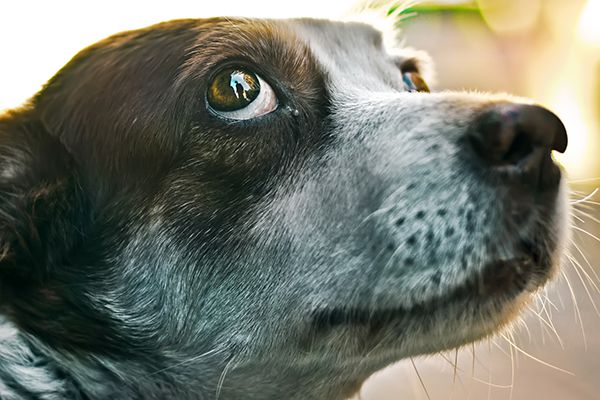 What is Whale Eye and What Does It Mean When a Dog Exhibits Whale Eye? 6 Dogs with wide eyes Whale eye in dogs.jpg.optimal