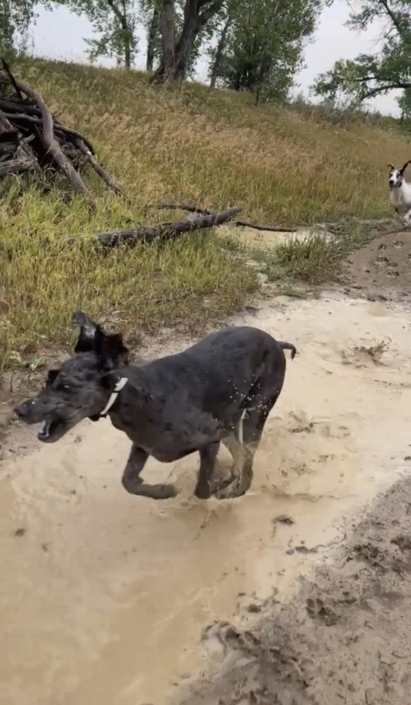 My Personal and Unbiased Review of the Insane Dexas Petware Mudbuster Portable Dog Paw Cleaner 6 Dexas Petware Mudbuster Portable Dog Paw Cleaner