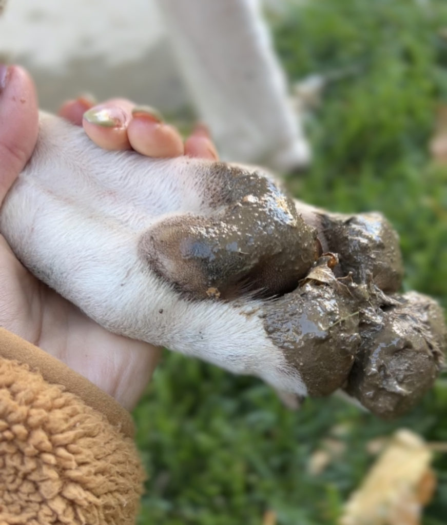 My Personal and Unbiased Review of the Insane Dexas Petware Mudbuster Portable Dog Paw Cleaner 8 Dexas Petware Mudbuster Portable Dog Paw Cleaner