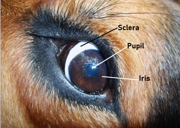 What is Whale Eye and What Does It Mean When a Dog Exhibits Whale Eye? 2