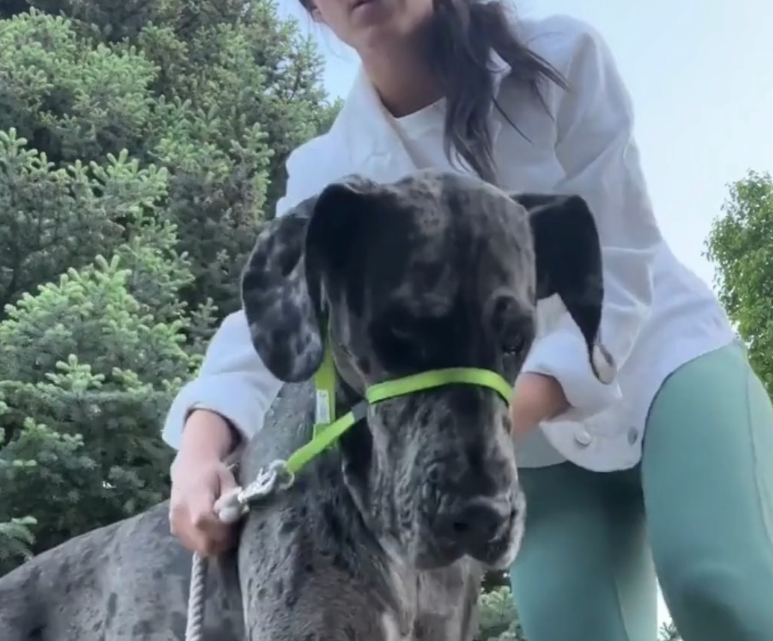 My Review of the Gentle Lead Head Harness 19 Screenshot 2022 11 03 at 1.34.43 PM