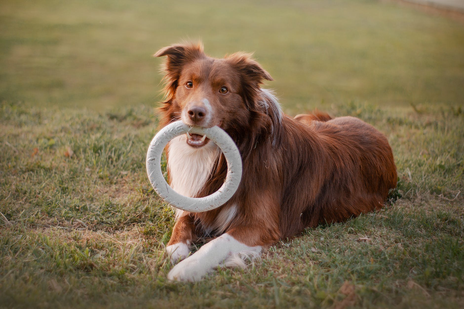 The Best Dog Chews Recommended by Vets 14 dog lying down with toy