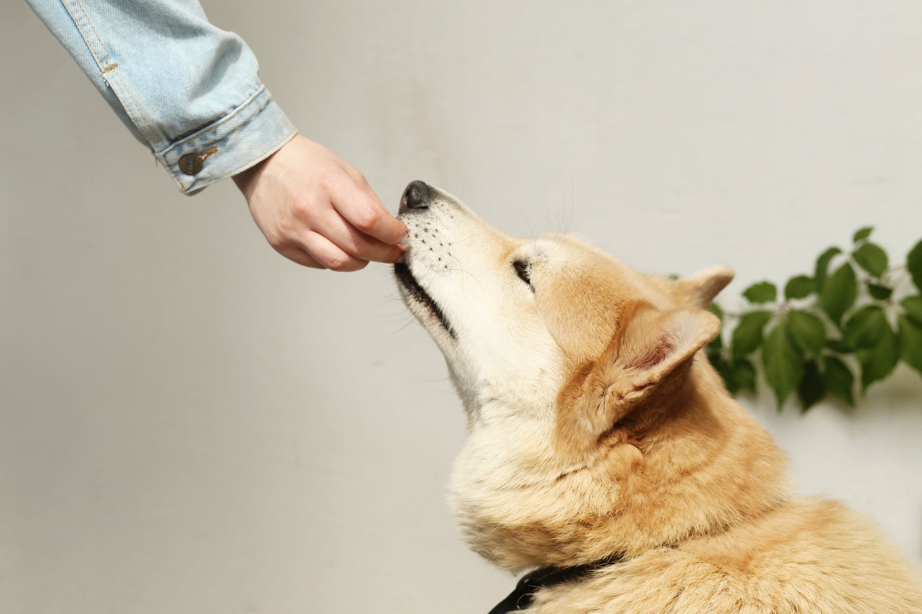 The Best Dog Chews Recommended by Vets 7 winter animal dog pet
