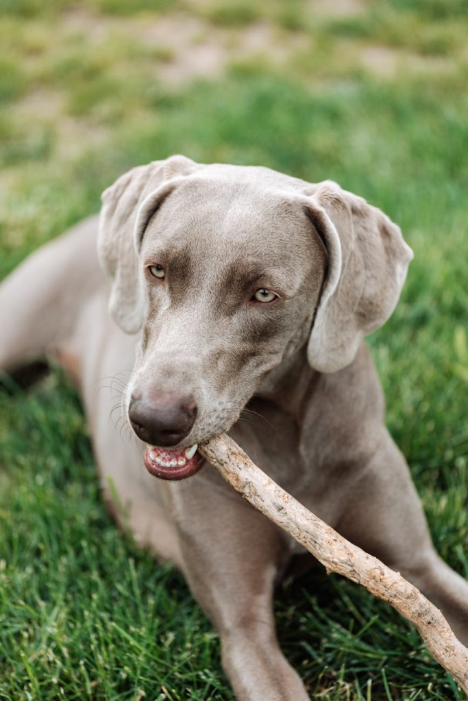 10 Stress Signals in Dogs: Your Dog is Begging You to Listen 2 STRESS SIGNALS IN DOGS