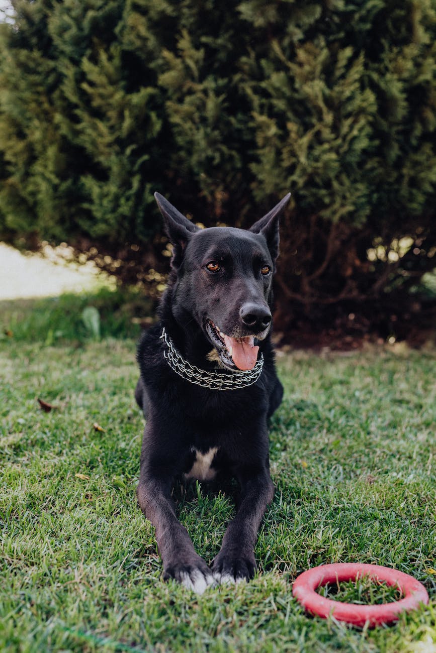 The Best Dog Chews Recommended by Vets 13 black dog lying on the ground with his ring toy