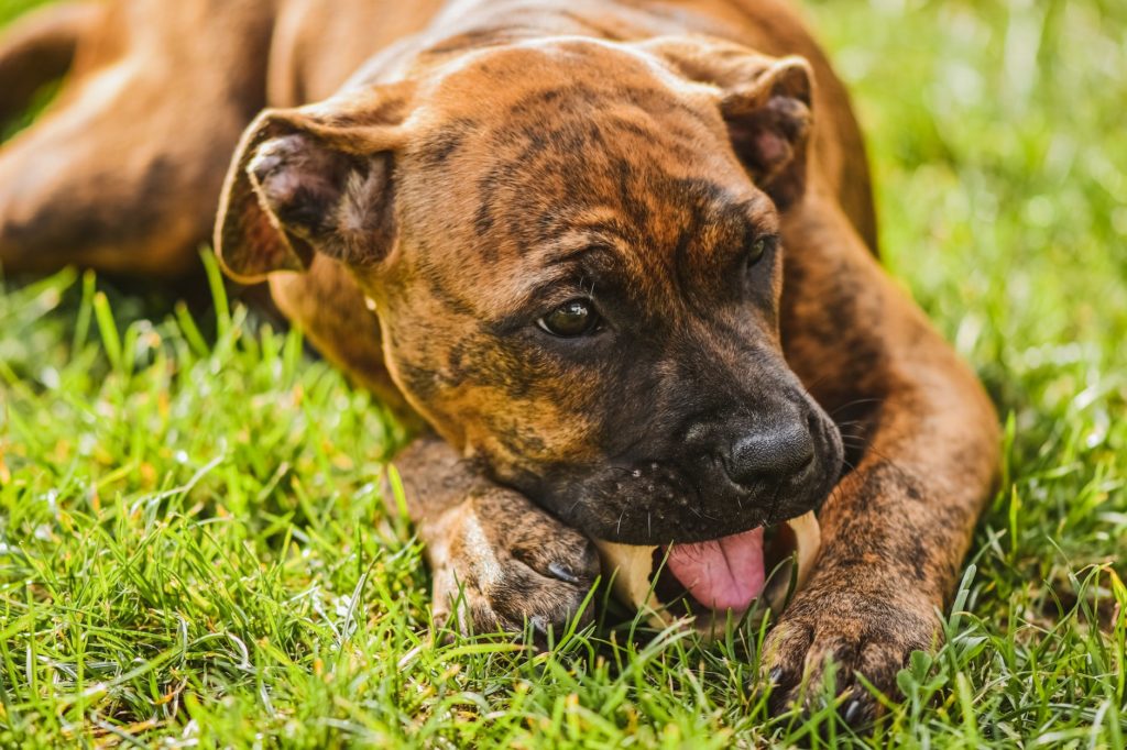 a dog eating a bone