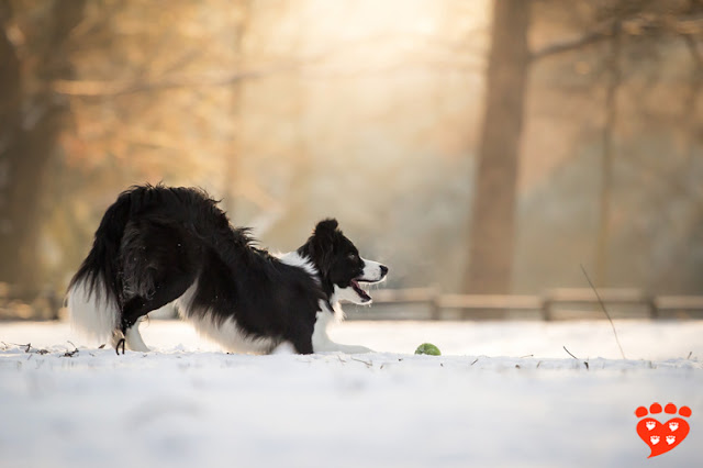 What Is a Dog Play Bow? 3 Dog Play Bow