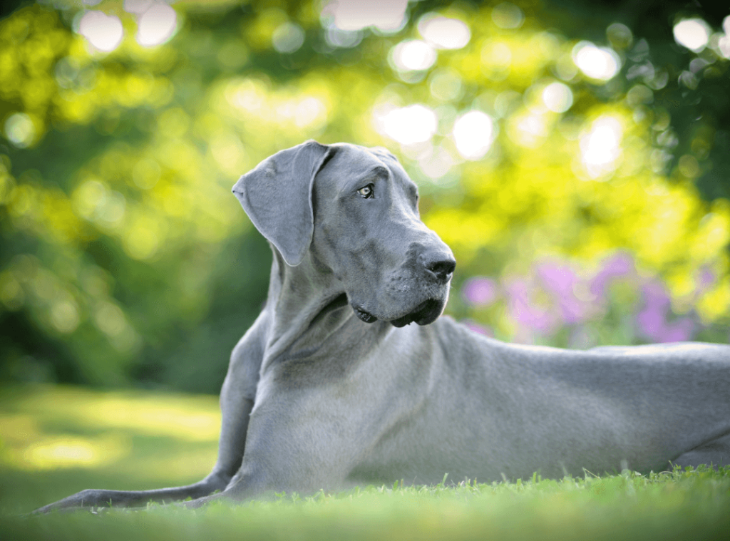 What are By-Products in Dog Food? 8 1 2