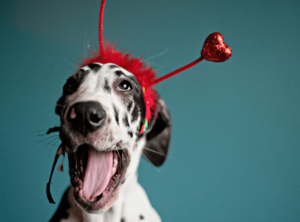 What are By-Products in Dog Food? 5 2 1