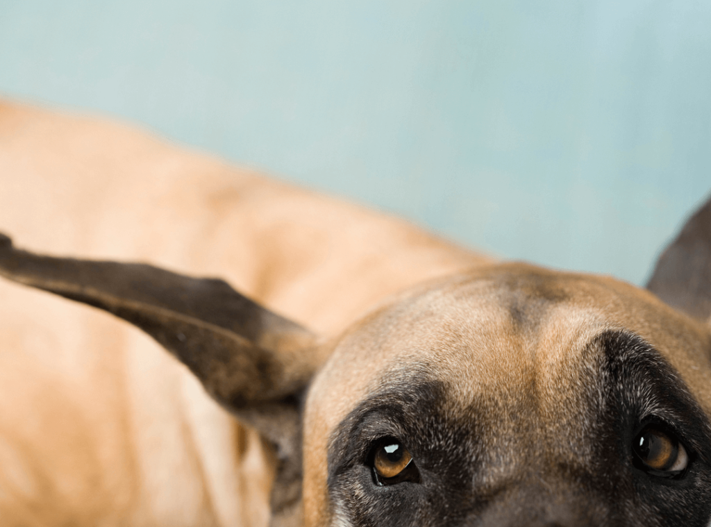 What are By-Products in Dog Food? 9 3 1