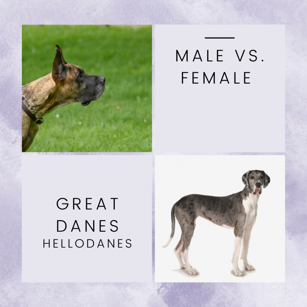 Male vs. Female Great Dane