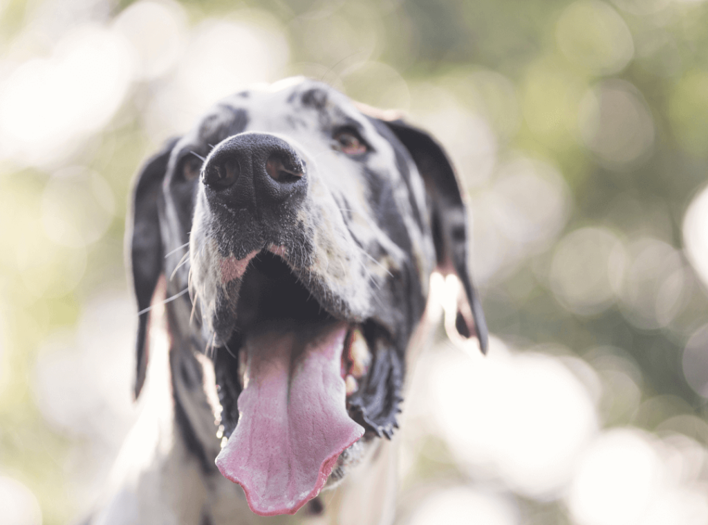 What are By-Products in Dog Food? 4 5 1