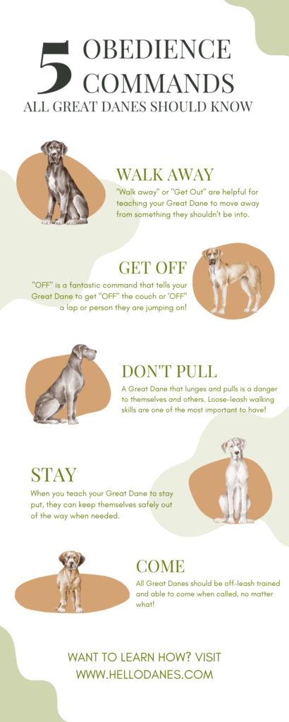 5 Obedience Commands Every Great Dane Should Know 8 5 Best Wedding Merchandise 1