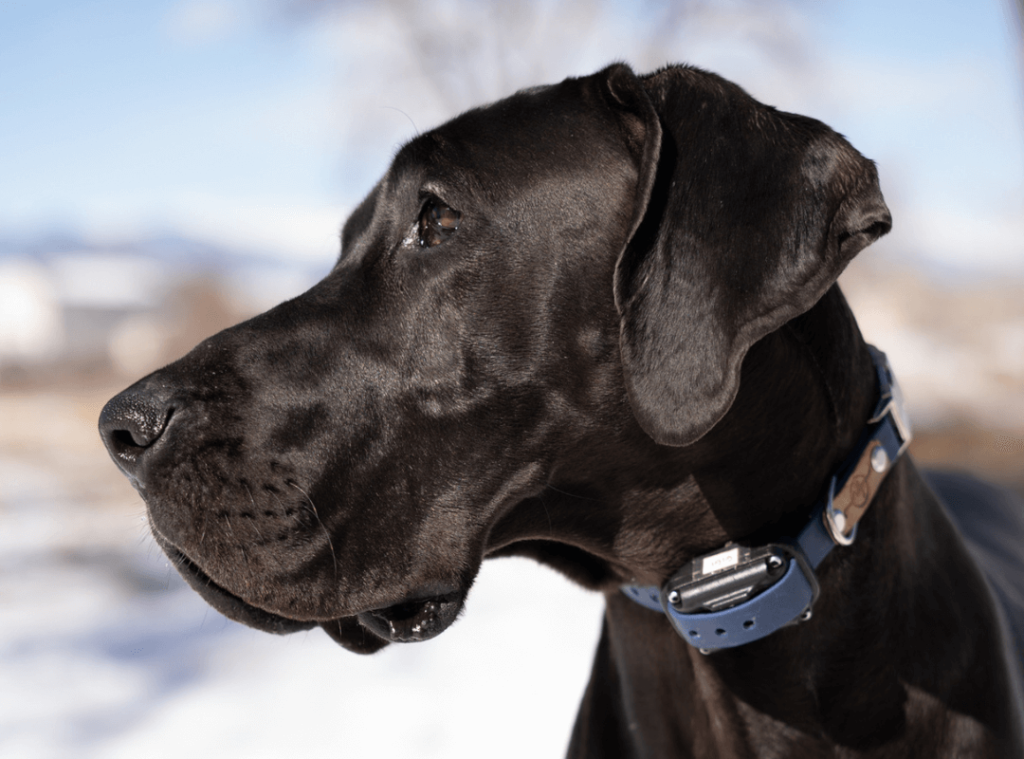 5 Dog Food Marketing Gimmicks You Should Know About 5 7 1