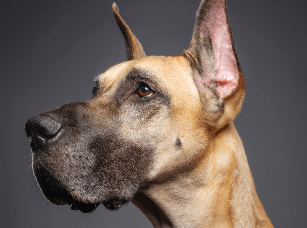 What are By-Products in Dog Food? 7 8 1