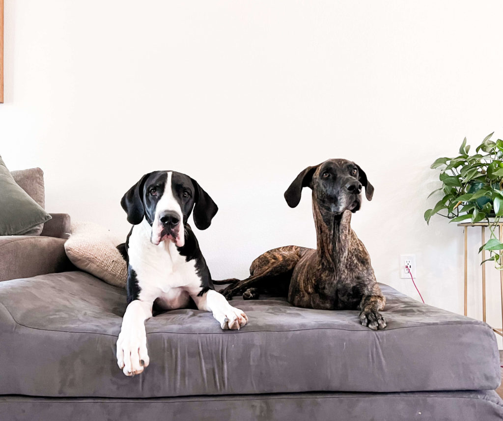 male vs. female great dane