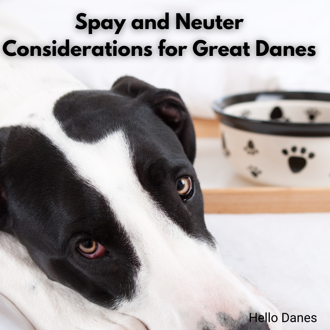 Why Do Dogs Mark? The Mystery Behind the Male Dog Peeing 100 Times Per Day Hello Danes