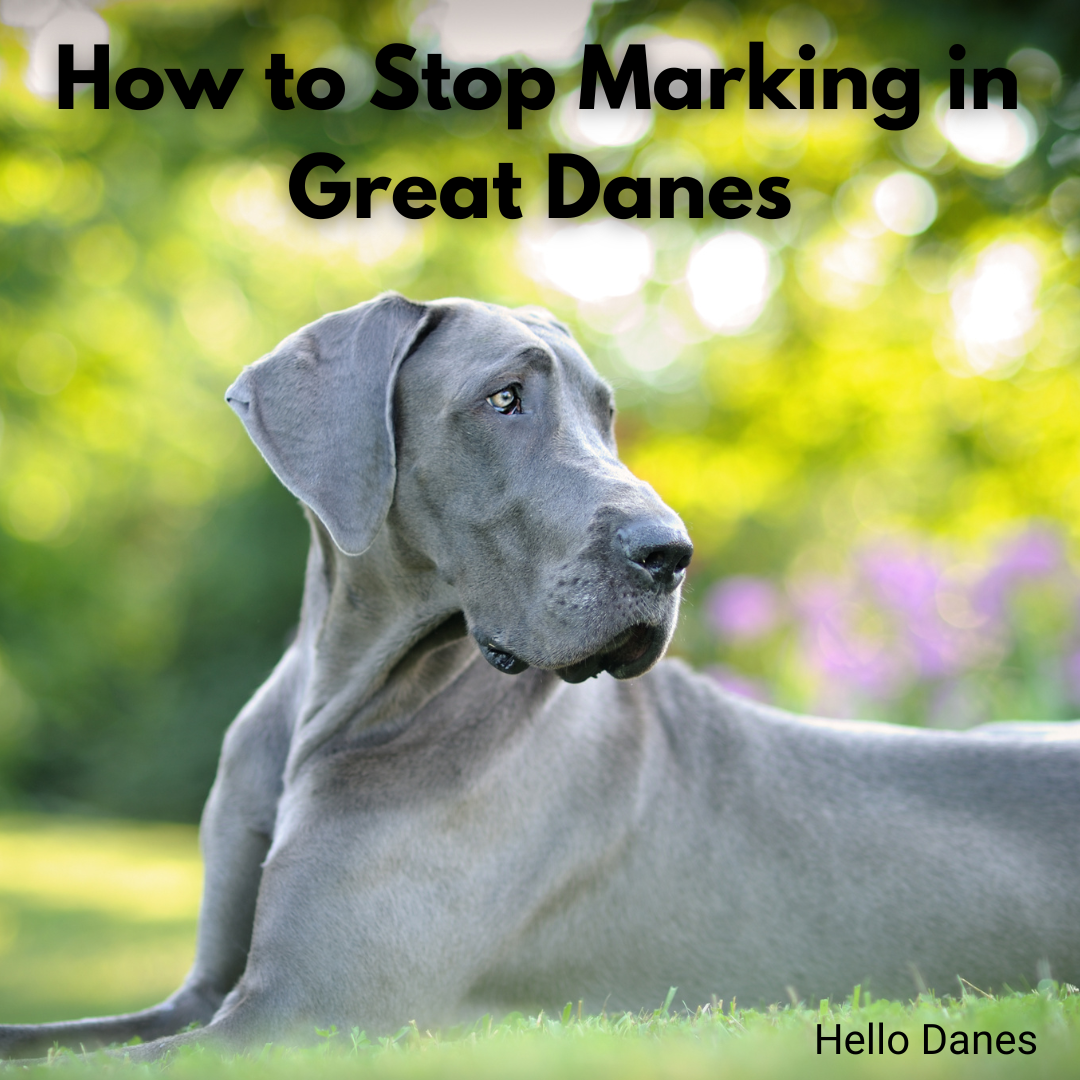 Why Do Dogs Mark? The Mystery Behind the Male Dog Peeing 100 Times Per