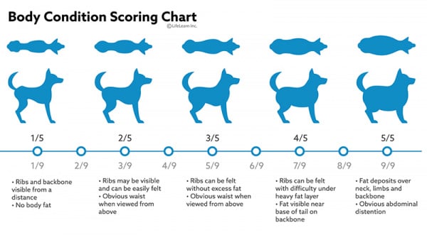 Help! My Dog Is Overweight! How to Help Your Dog Lose Weight in 8 Easy Steps 3 How to help your dog lose weight