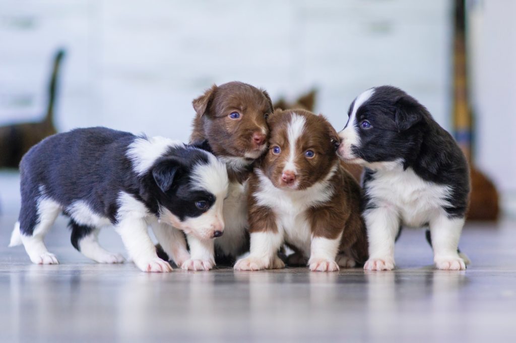 What is the Best Dog Food Container? The Top 10 Things to Look for When Trying to Store Dry Dog Food 2 What is the Best Dog Food Container