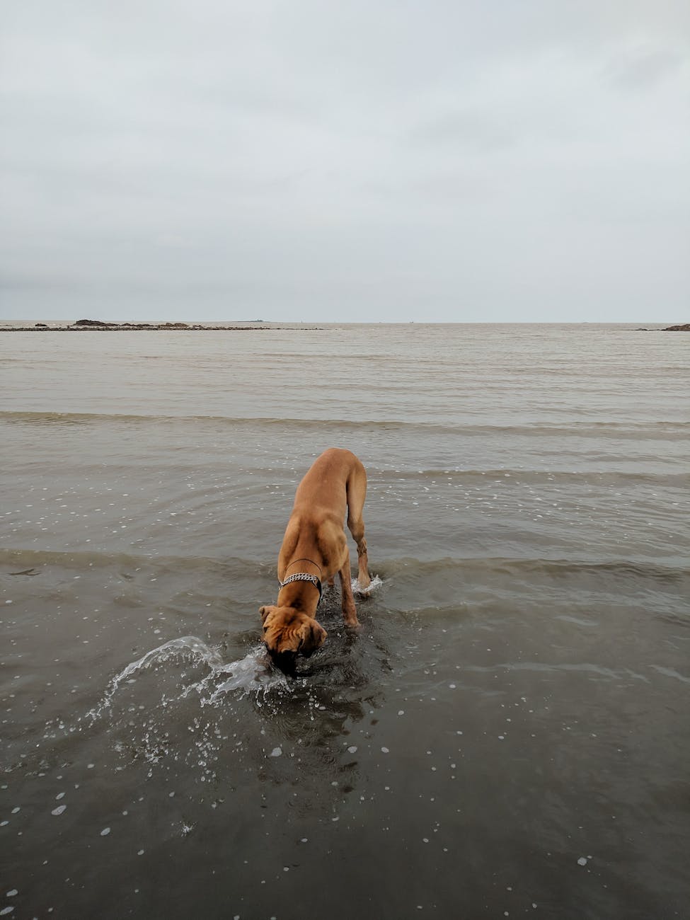 Should I Let My Dog Drink From the Toilet? 4 brown dog drinking water on the shallow part of the beach