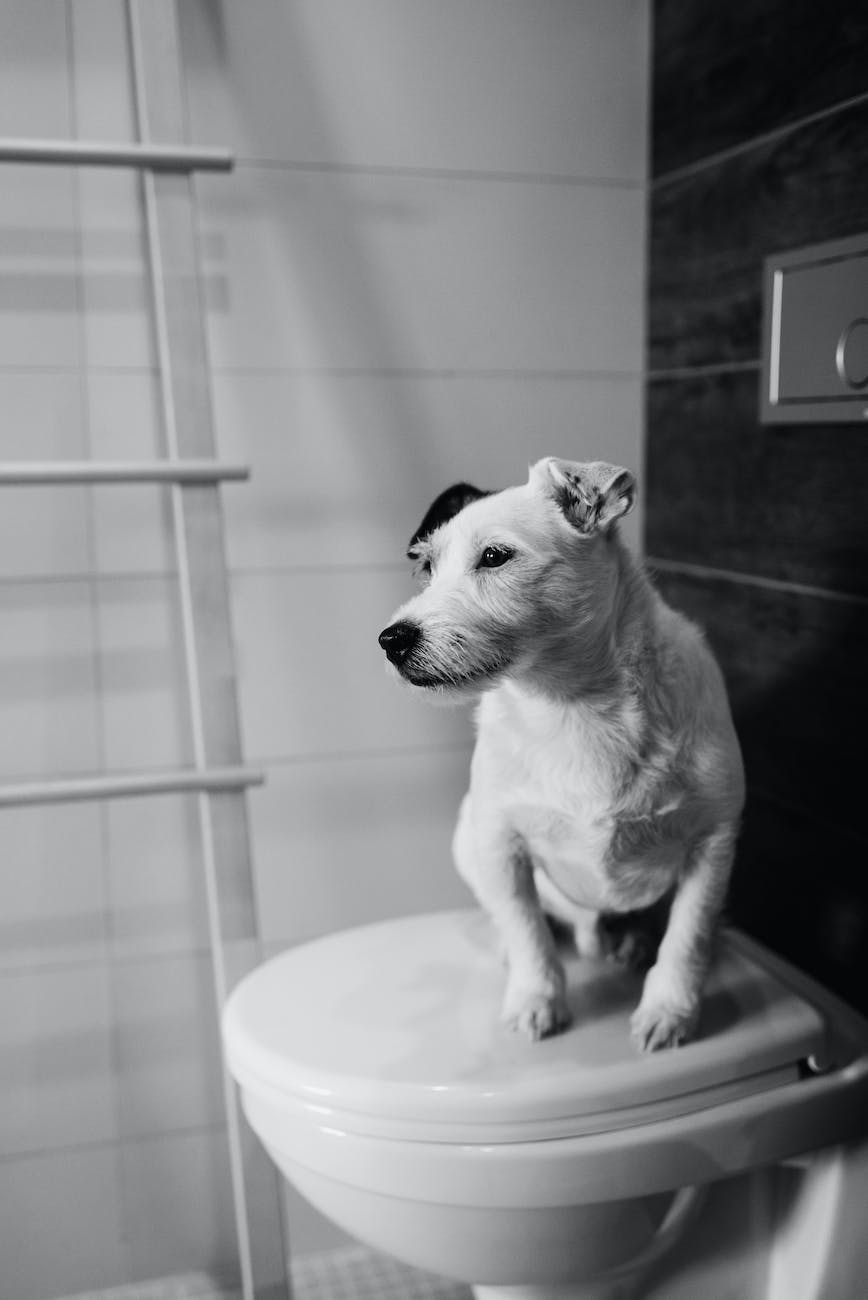 Should I Let My Dog Drink From the Toilet? 2 Should I let my dog drink from the toilet