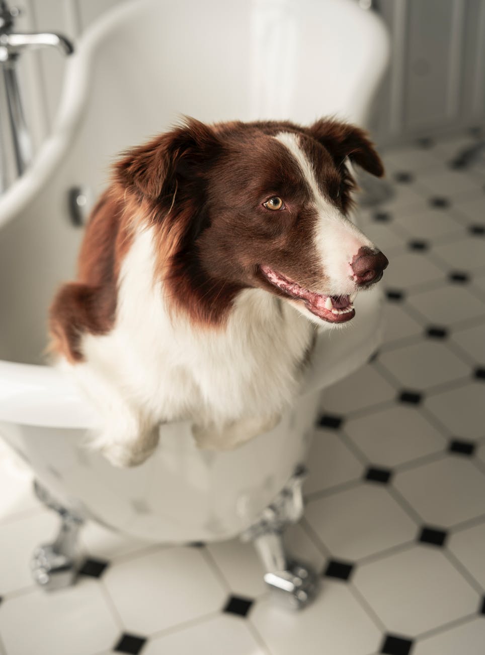 Should I Let My Dog Drink From the Toilet? 3 border collie in the bathtub