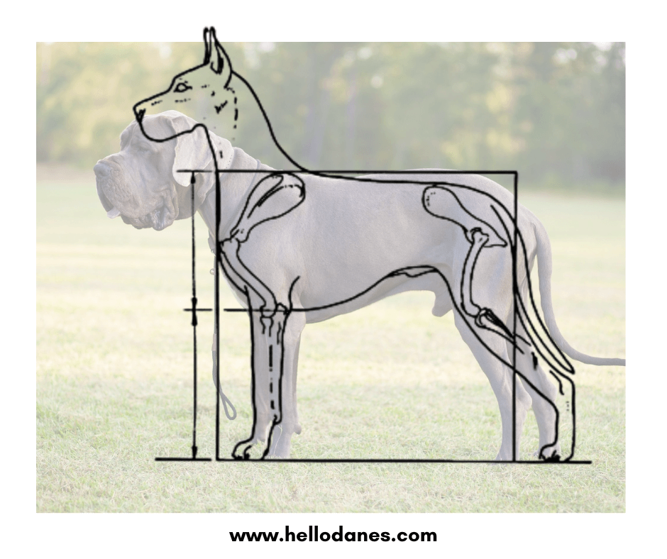 Is My Great Dane Well-Bred? 22 Great dane well-bred