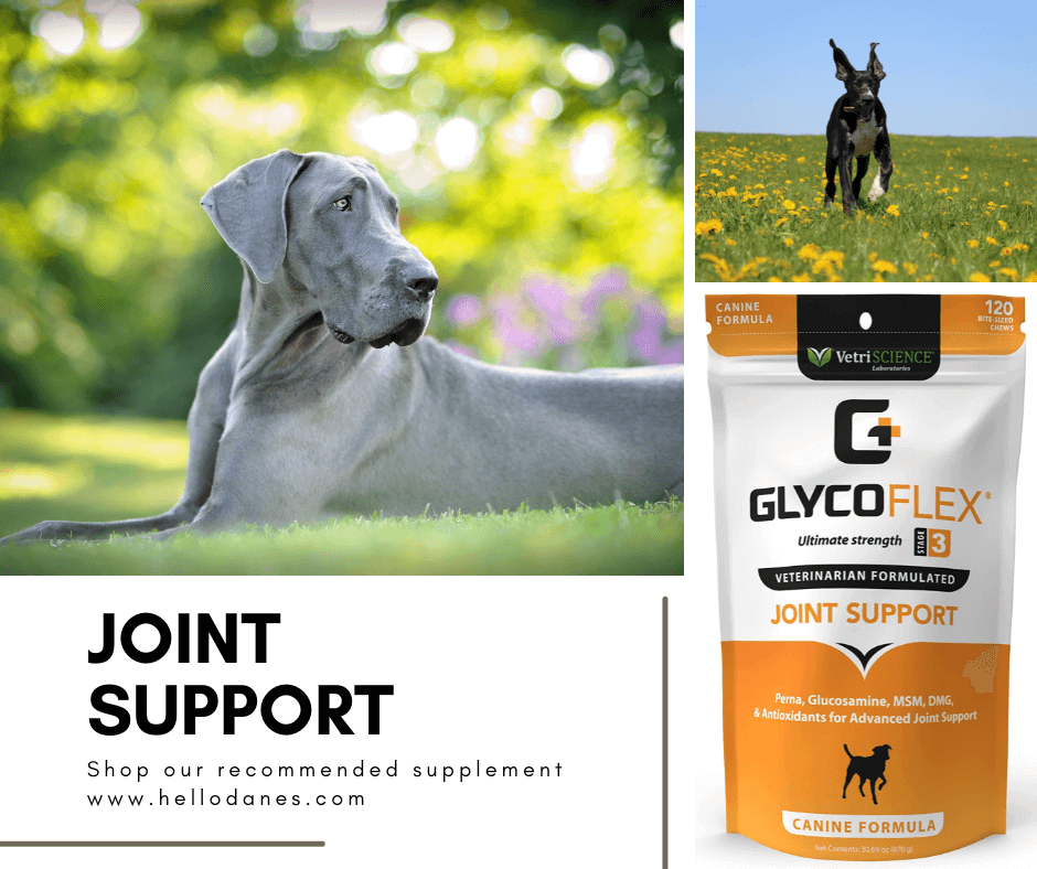 Male Versus Female Great Dane Puppy, 5 Things to Consider 7 www.hellodanes.com 2 1