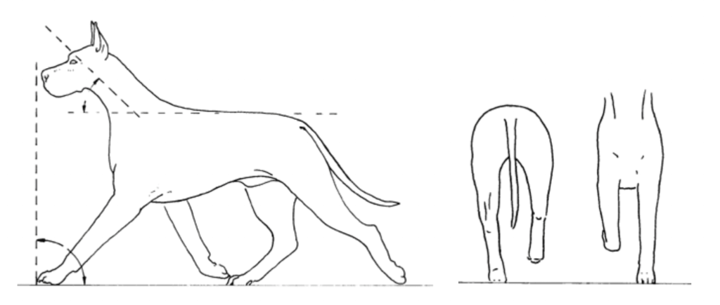 Why I Won't Use a Front-Clip Harness on a Great Dane 8 Screen Shot 2023 02 08 at 3.12.26 PM