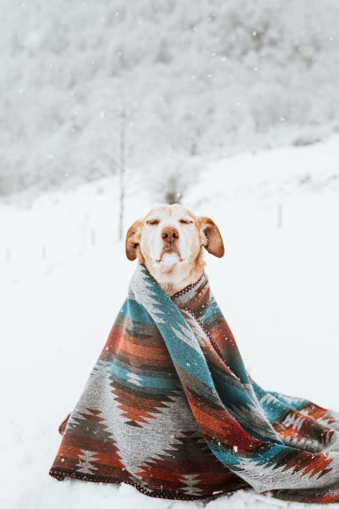 What Can You Give Your Dog to Support Their Liver? 5 Facts About Your Dogs Liver You May Be Appalled to Hear 9 What Can You Give Your Dog to Support Their Liver?