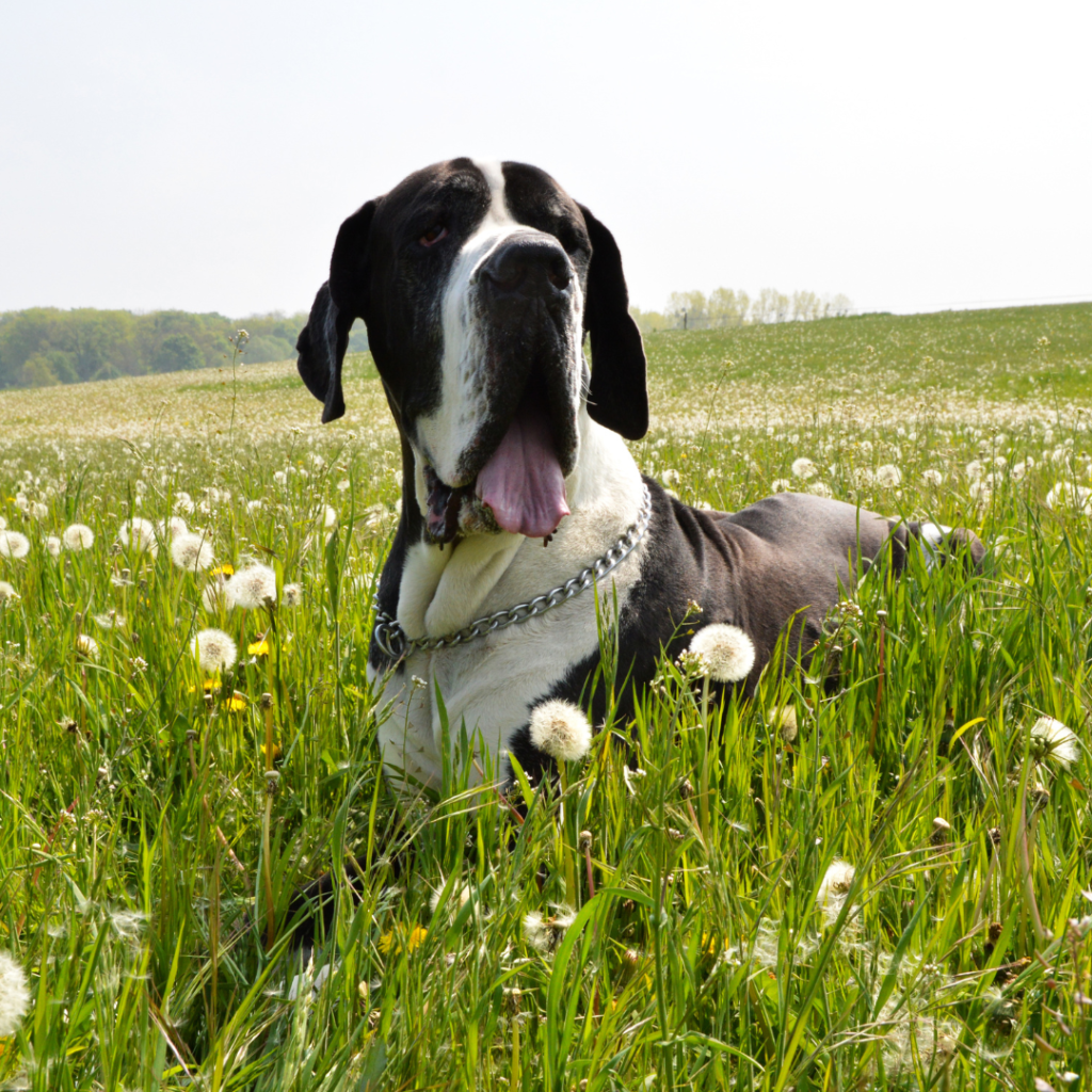 Calming Supplements for Dogs