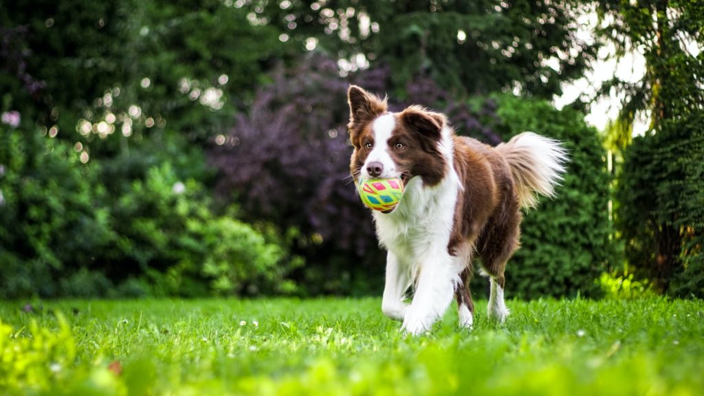 Calming Supplements for Dogs