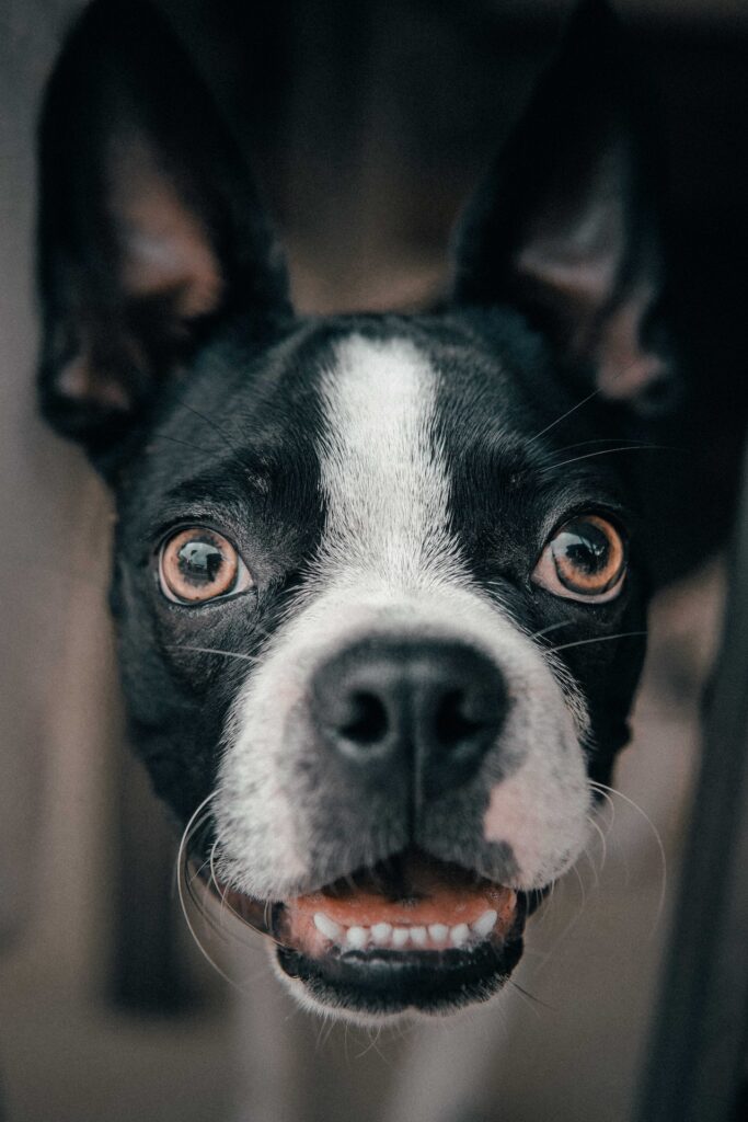 What Can You Give Your Dog to Support Their Liver? 5 Facts About Your Dogs Liver You May Be Appalled to Hear 10 What Can You Give Your Dog to Support Their Liver?