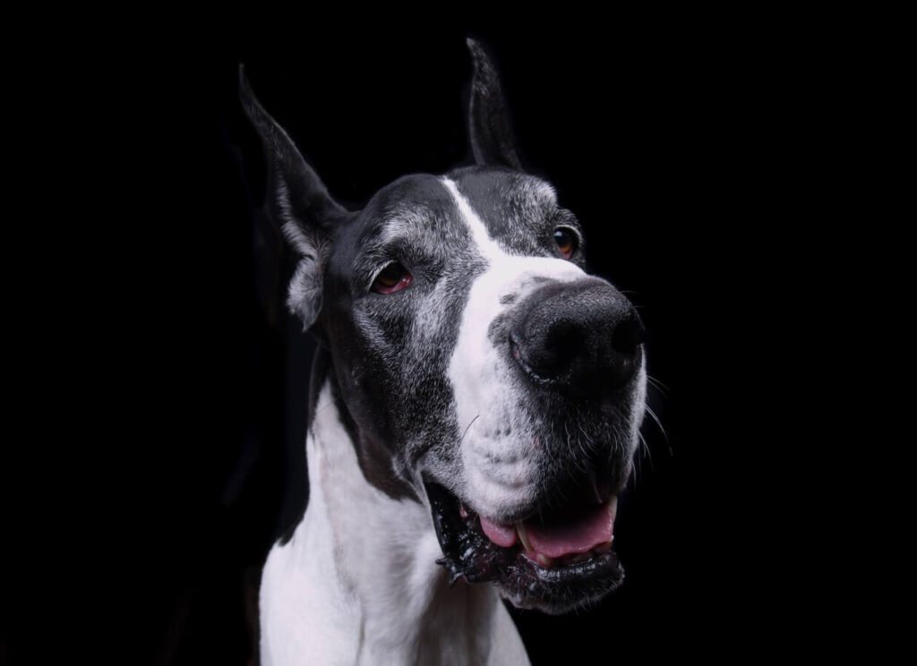 Gentle Giants Dog Food Review 7 11
