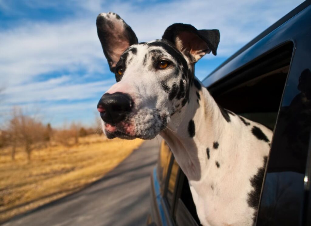 Copper in Dog Food & Liver Health 6 12