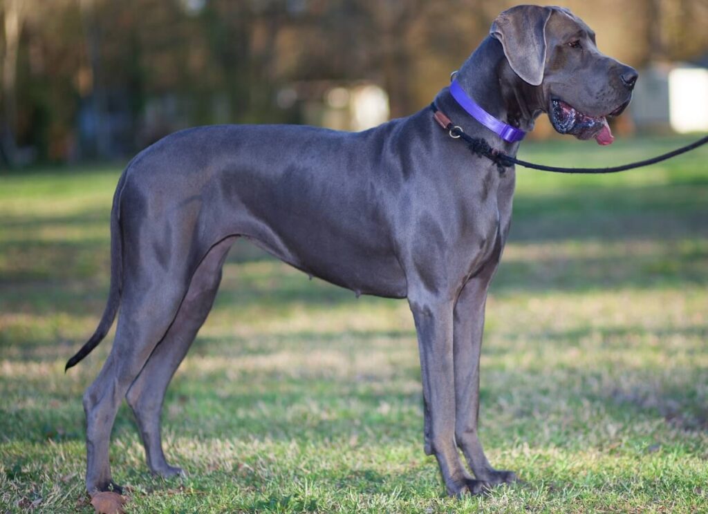 5 Dog Trainer Red Flags (and How to Spot Them) 2 13