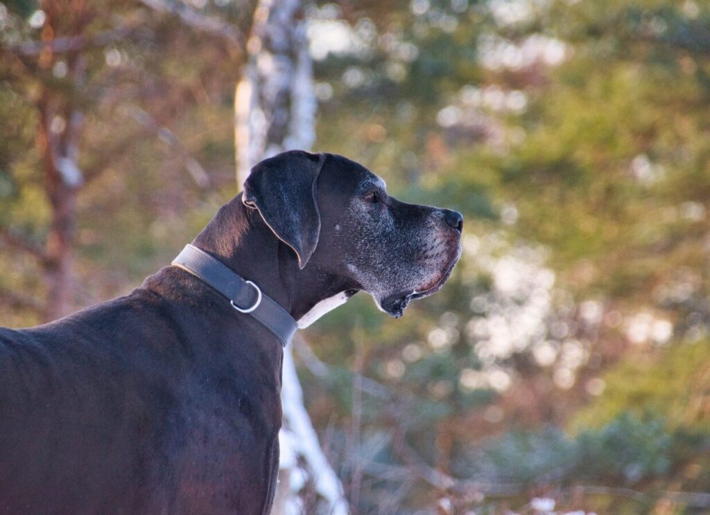 Copper in Dog Food & Liver Health 7 14