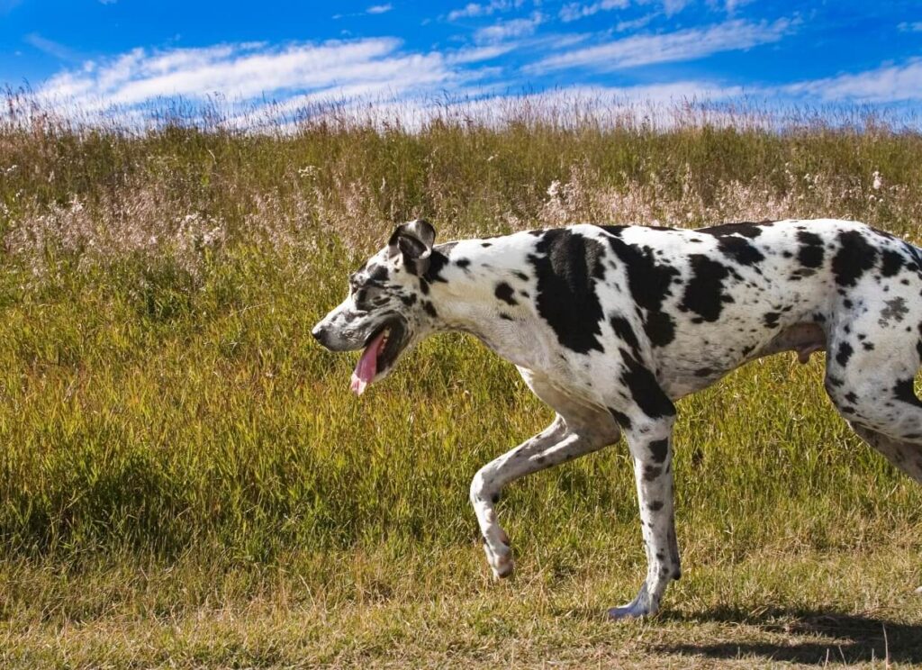The Best Flea and Tick Medicine for Great Danes 8 18